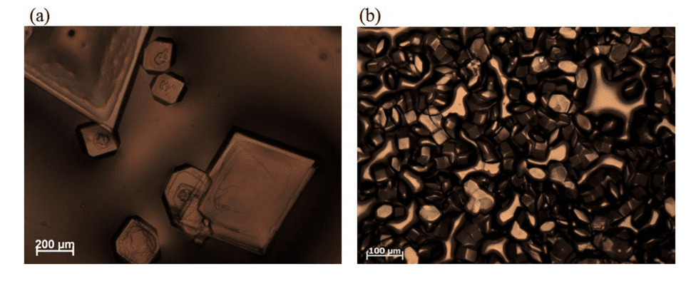Optical micrscopy images of (a) monoclinic and (b) tetragonal aggregate films of lysozyme. Credit: Nature Materials.