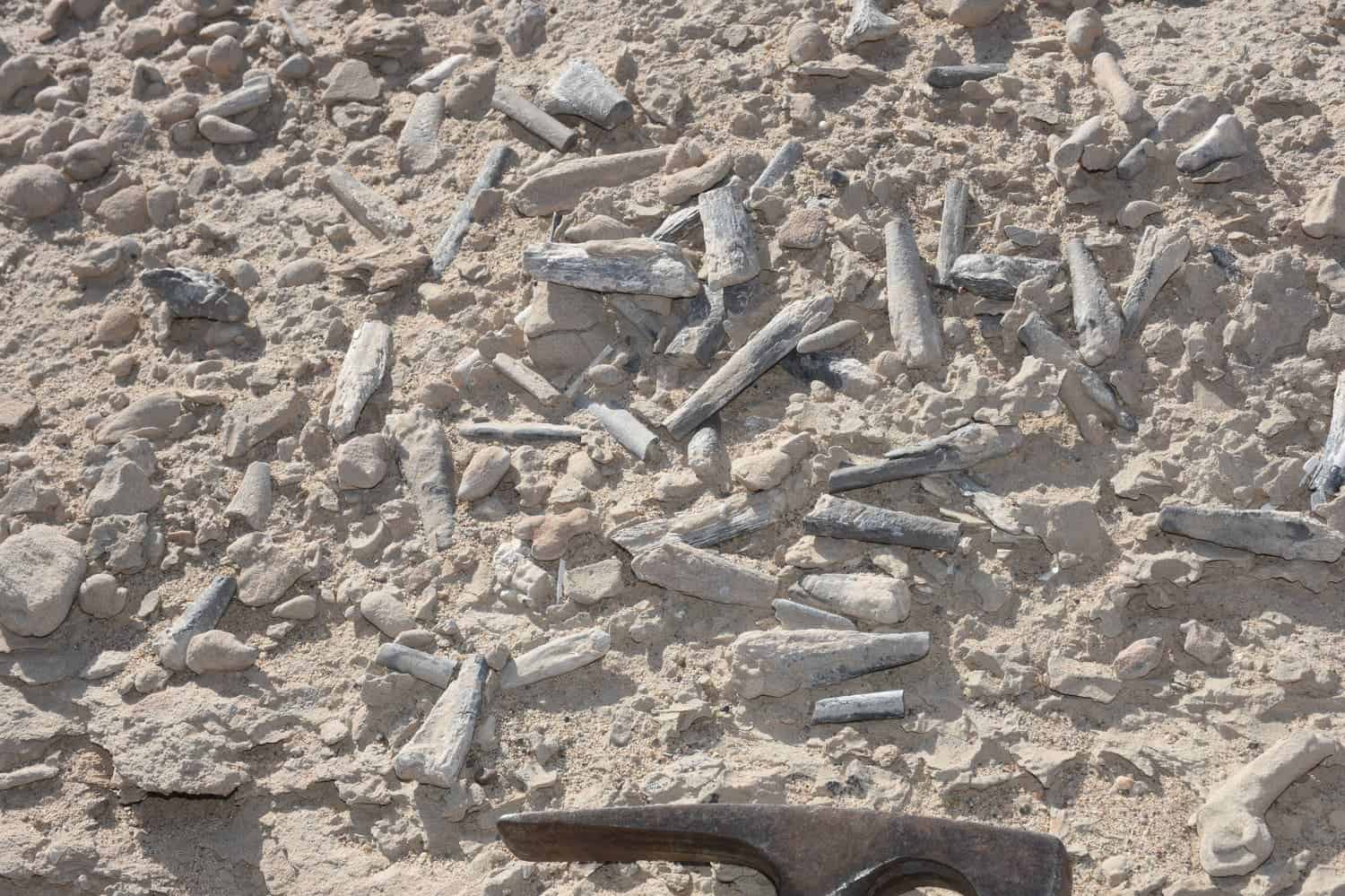 Hundreds of pterosaur eggs and bones were found at the site. Image credits: Alexander Kellner/Museu Nacional/UFRJ.