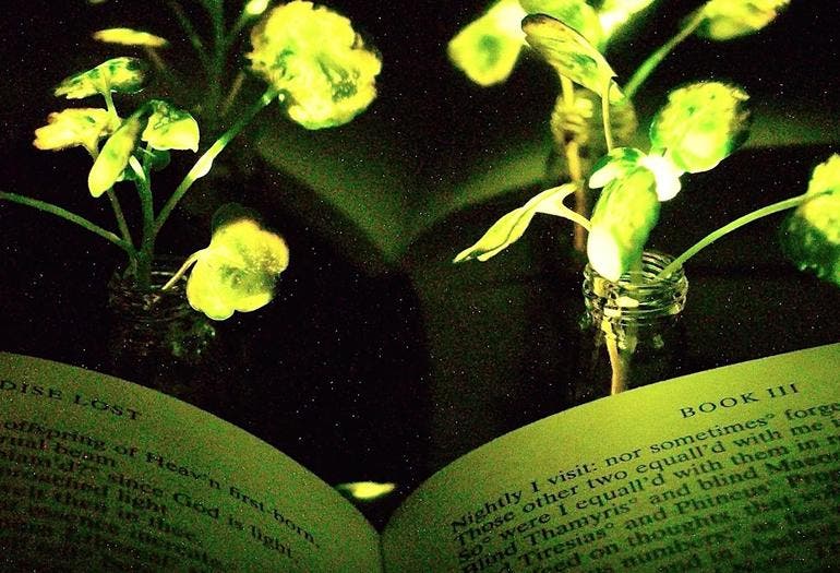 glowing-plants