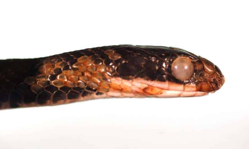 Eastern racer (Coluber constrictor) showing signs of fungal skin infection. Obvious external abnormalities are an opaque infected eye, roughened crusty scales on the chin, and several discolored roughened scales on the side of neck. Credits: USGS National Wildlife Health Center/D.E. Green.