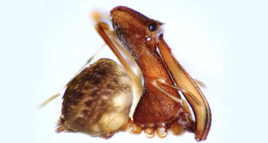 Eriauchenius milajaneae is a new species of pelican spider. Credit: Hannah Wood.