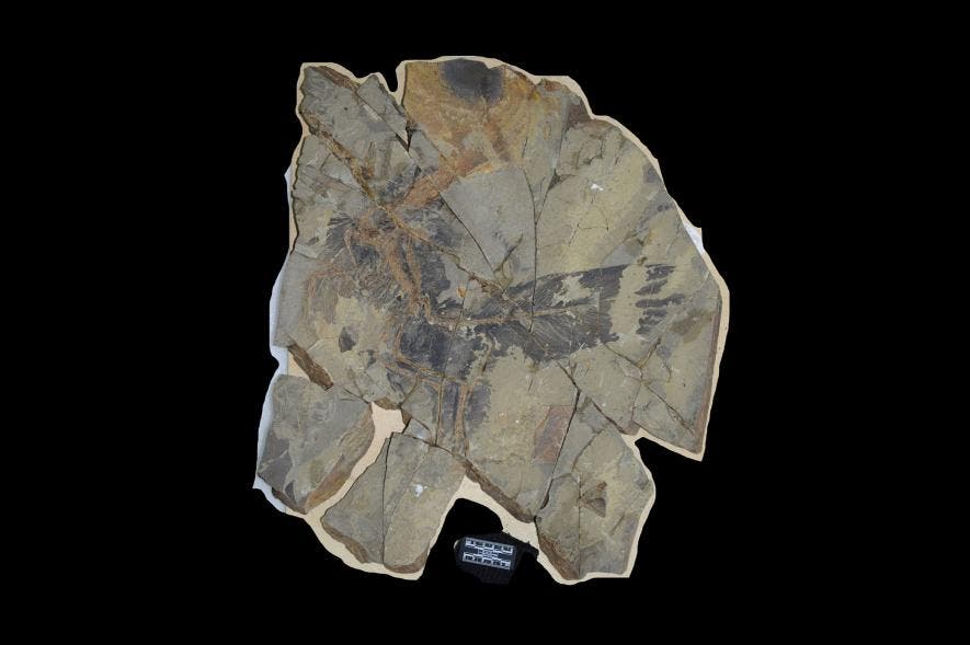 The fossil was discovered by Yang Jan, a local farmer. 
Credits:  The Field Museum