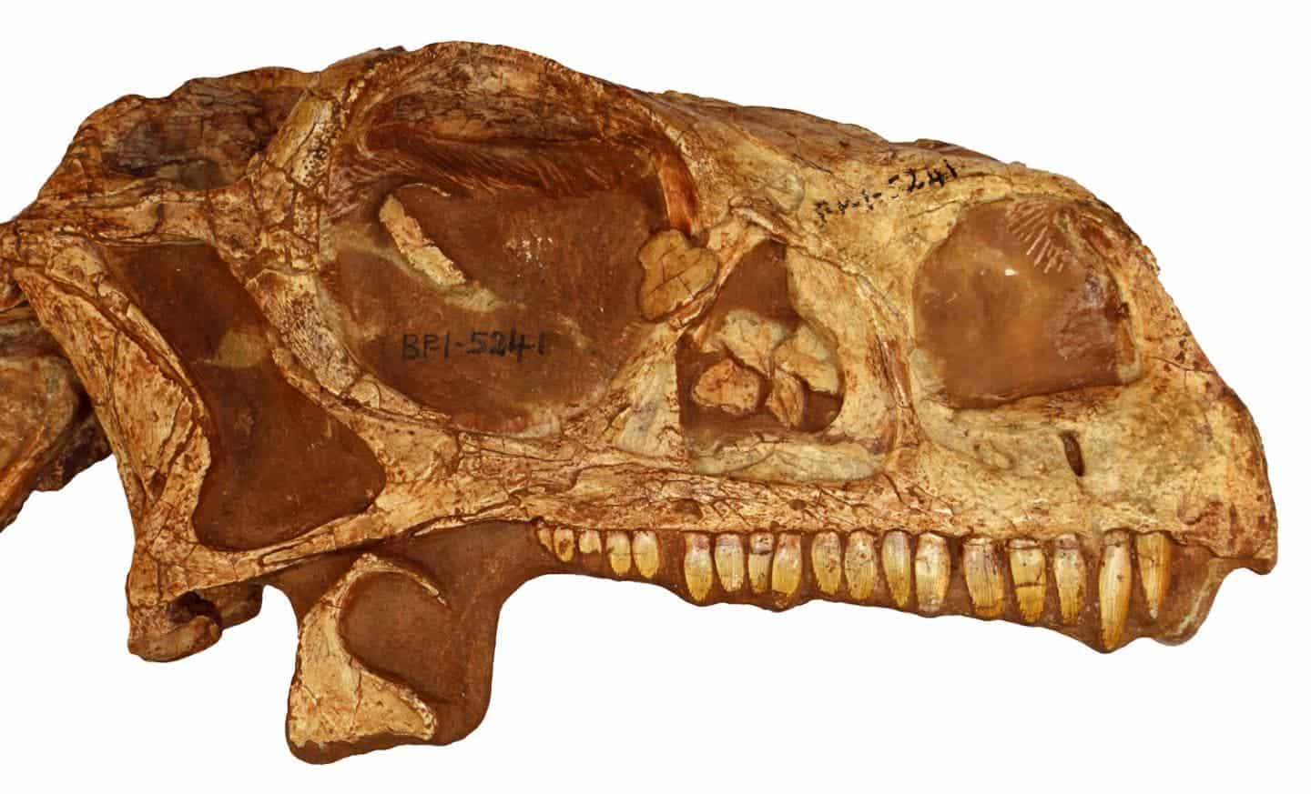 The profile view of the Massospondylus skull. Image credits: Kimberley Chapelle.