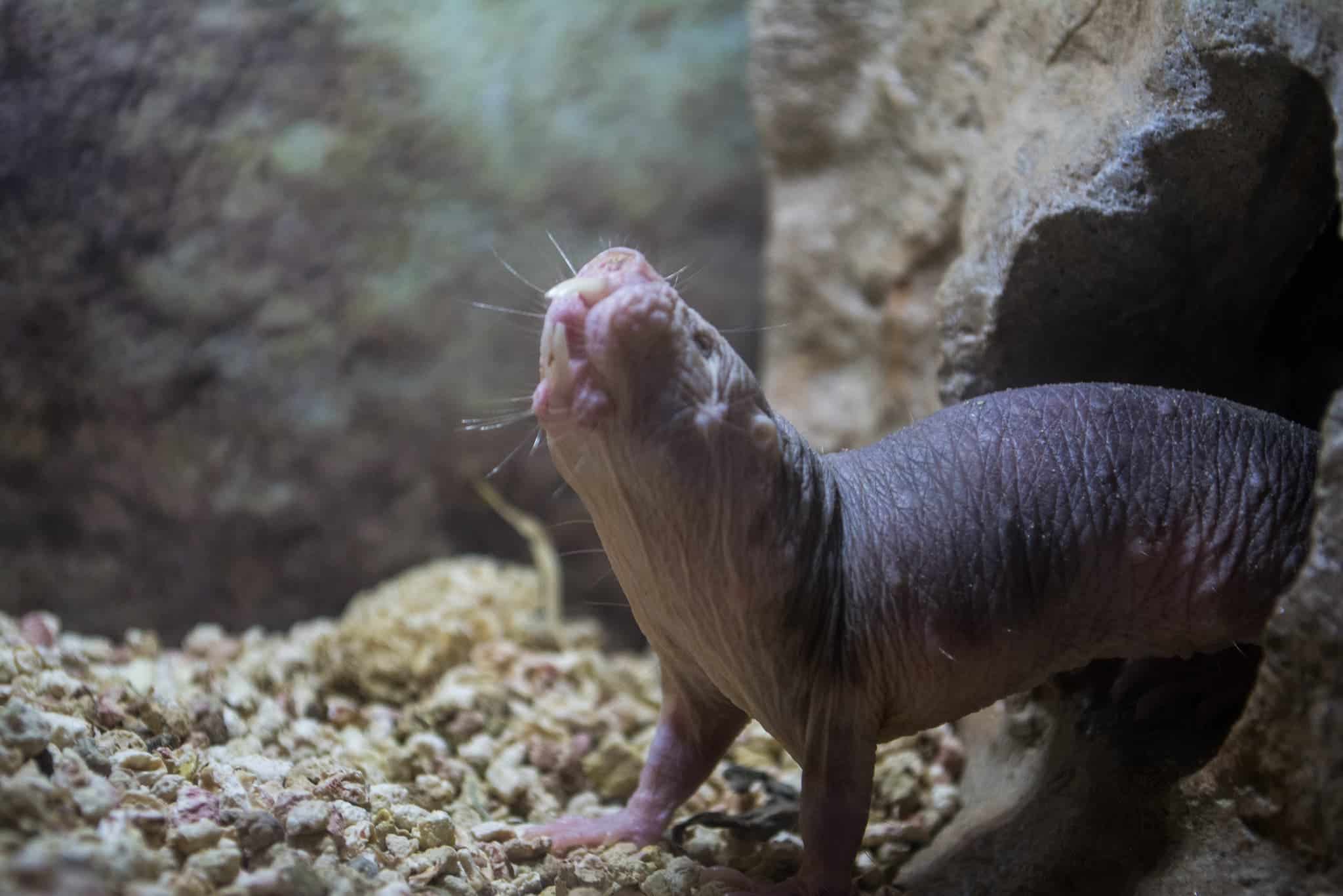 Naked Mole Rats | Not as cute as in the cartoons, eh 