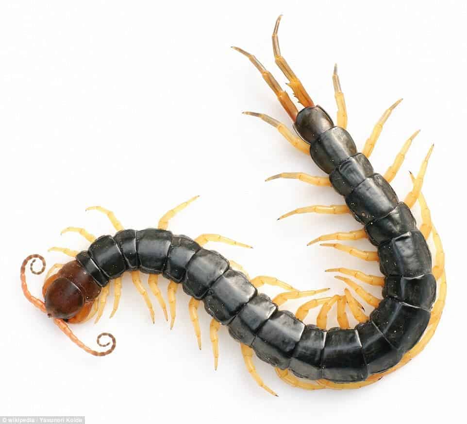 Scolopendra subspinipes mutilans, the star of the study.
Source: Wikipedia