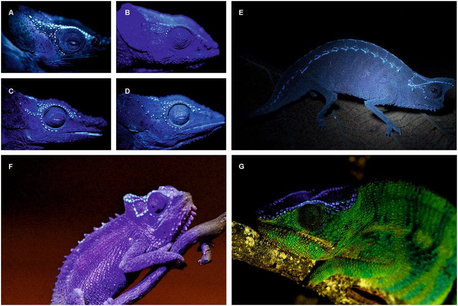 Fluorescent tubercles showing sexual dimorphism under UV light at 365 nm (A–D) and fluorescence in further chameleon genera (E–G). (A) Male Calumma crypticum ZSM 32/2016. (B) Female C. crypticum ZSM 67/2005. (C) Male C. cucullatum ZSM 655/2014. (D) Female C. cucullatum ZSM 654/2014. (E) Brookesia superciliaris, male (only UV light at 365 nm). (F) Bradypodion transvaalense, male (dim light and additional UV light at 395 nm). (G) Furcifer pardalis, male (daylight and additional UV light at 365 nm).