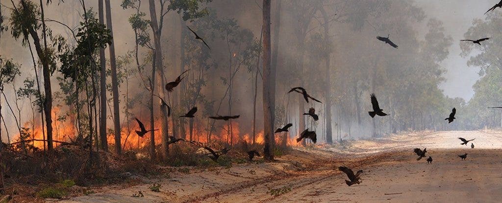 in Australia Firehawks intentionally setting the forests on fire