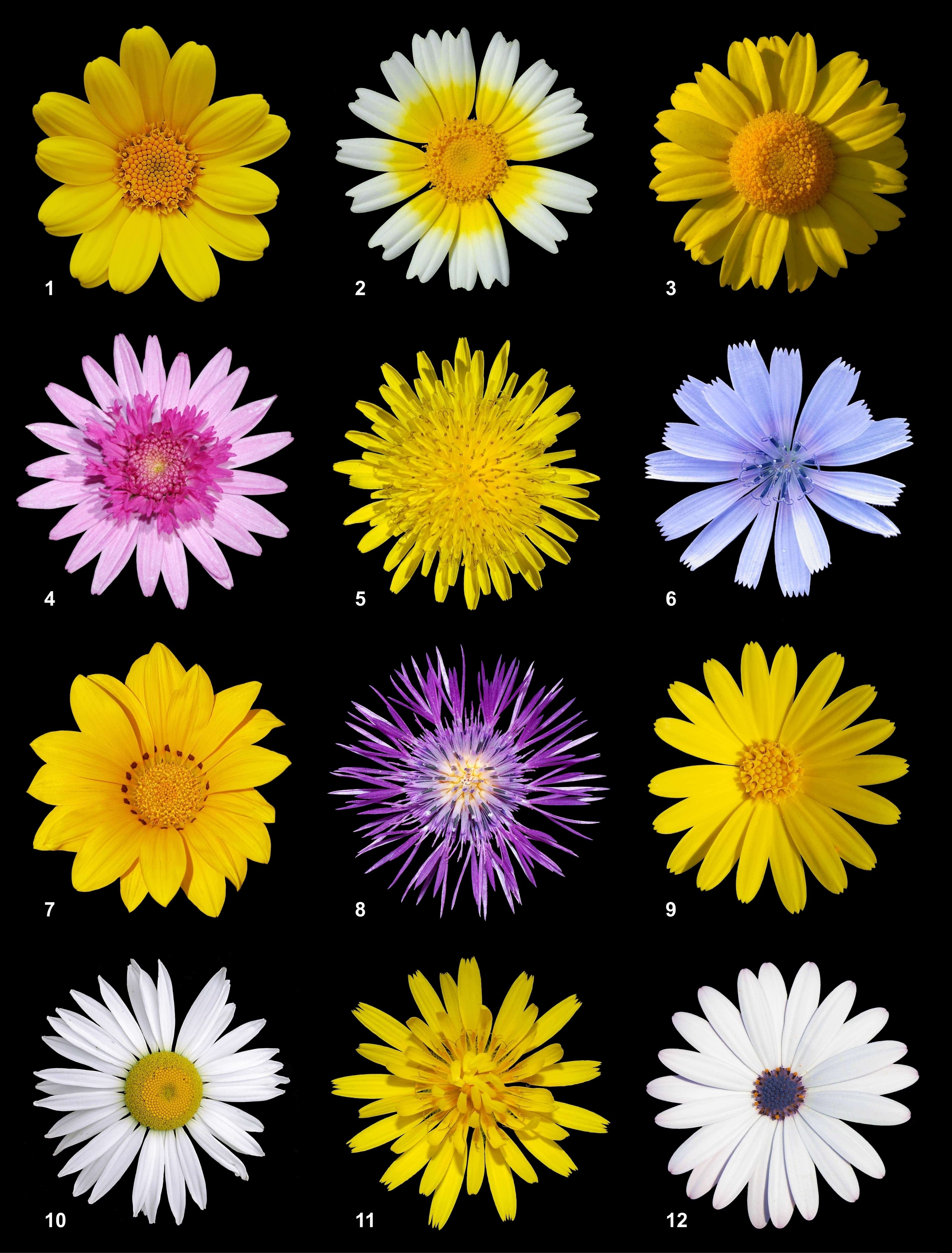 Flowering plants are extremely diverse. Image credits: Alvesgaspar, Tony Wills.