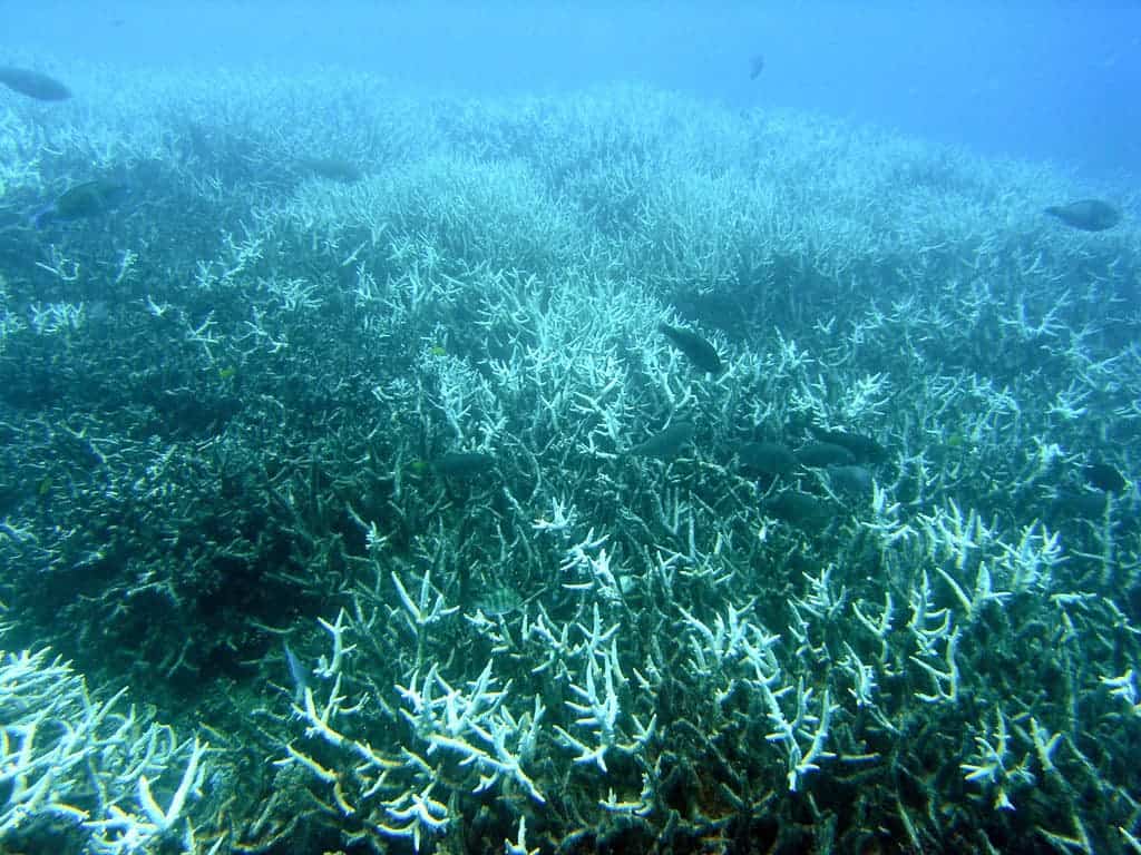 Coral bleaching in the Great Barrier Reef. Image credits: Acropora.
