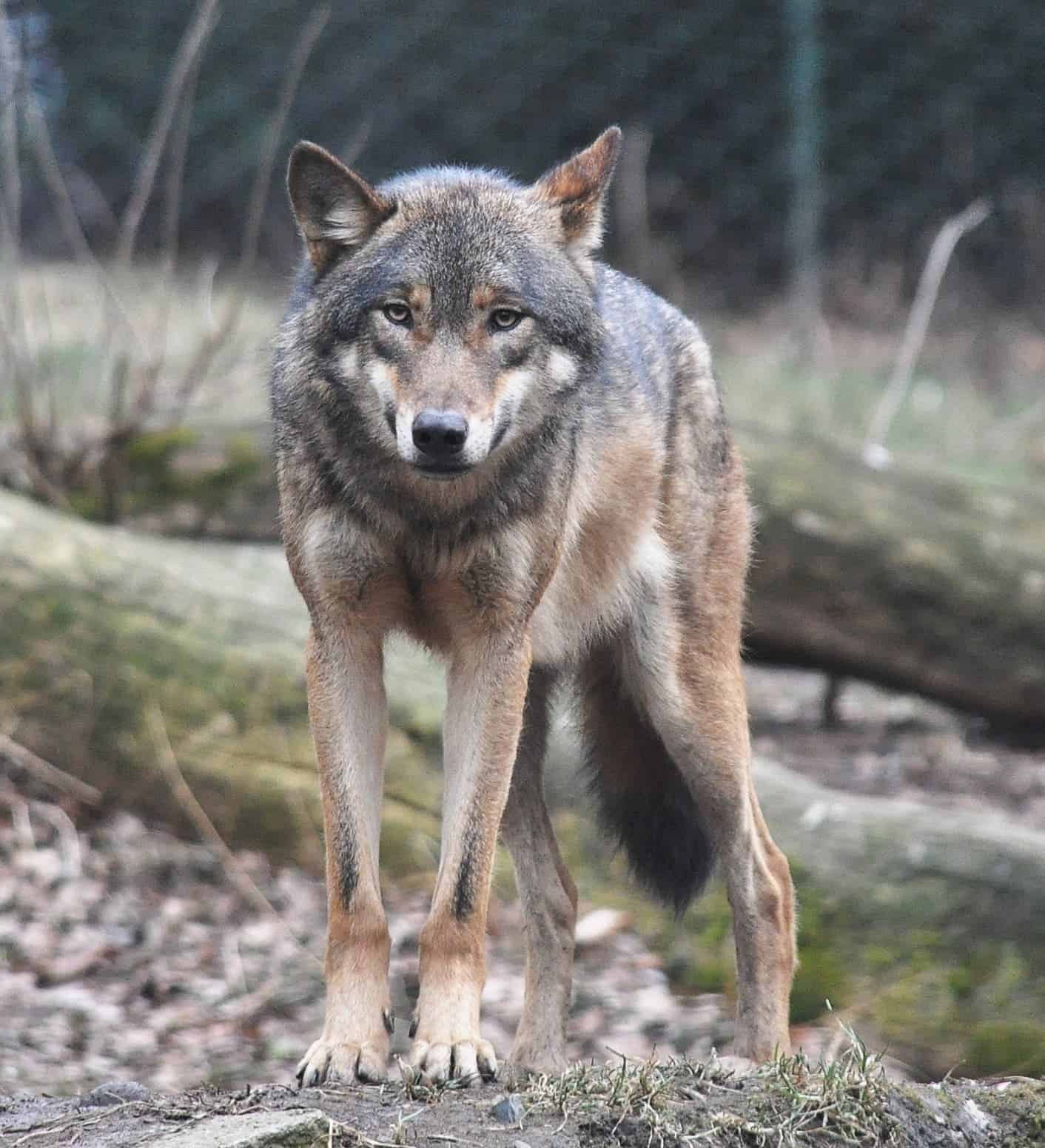 A European grey wolf. Image credits: Katerina Hlavata.