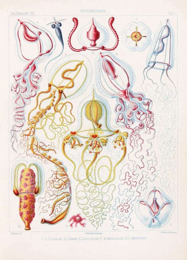 Drawing by Ernst Haeckel. (Photo: Taschen Köln)