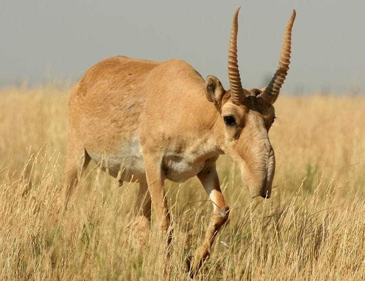 Saiga antelope are very distinctive. Image credits: Navinder Singh.