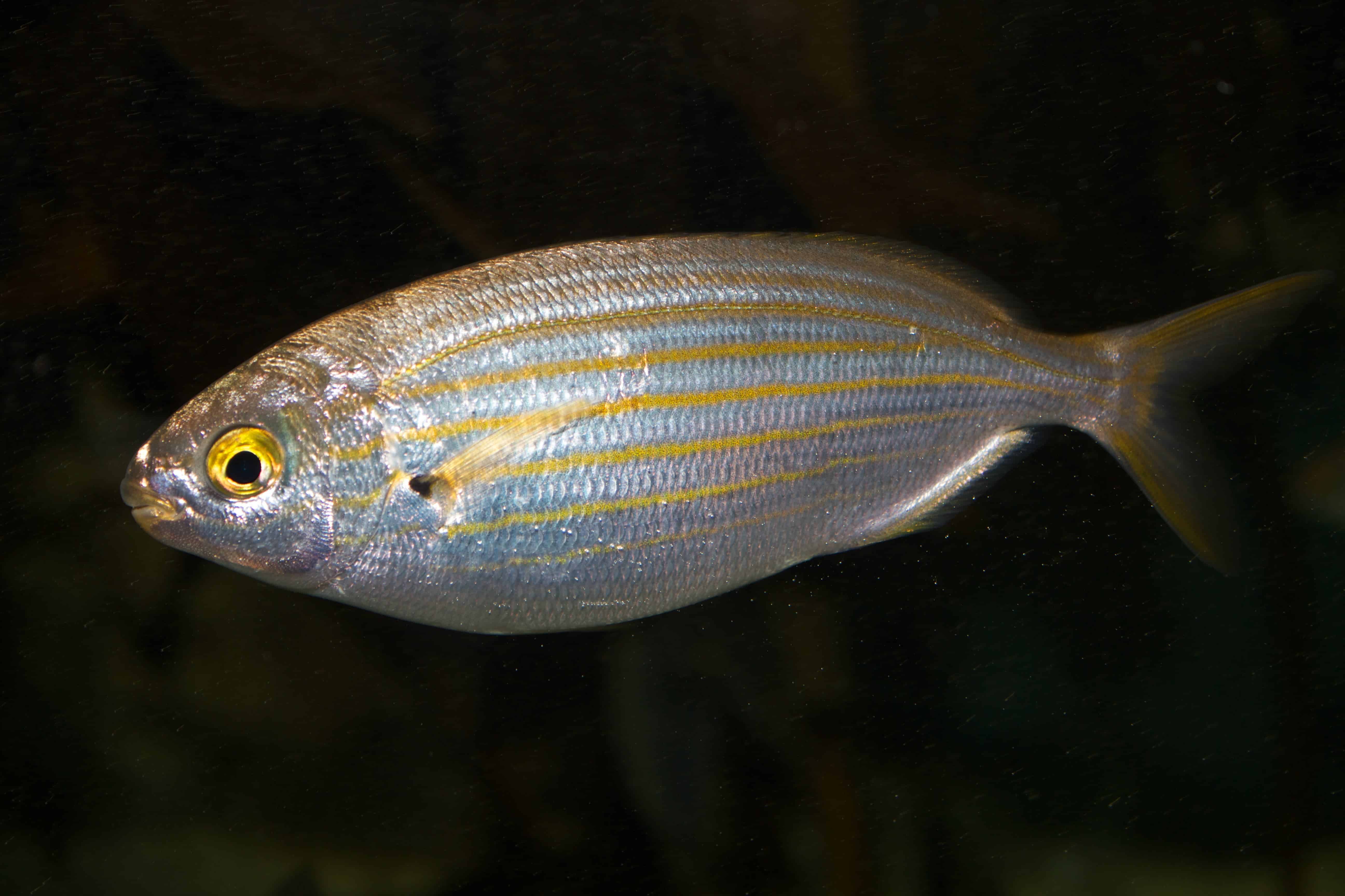 Sarpa salpa -- or as some people call it, “the fish that makes dreams.” Image credits: Brian Gratwicke.
