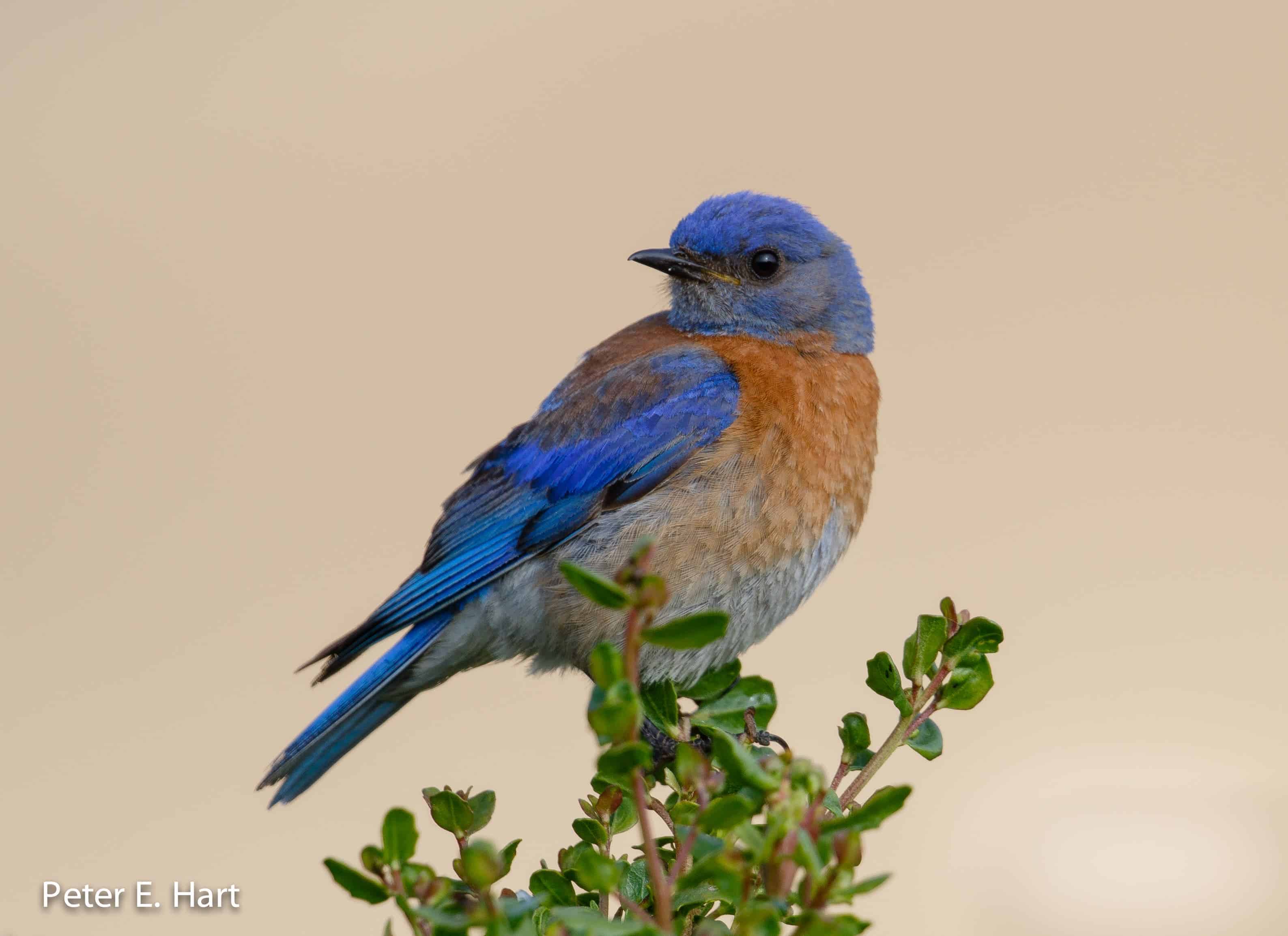Western Bluebirds lay fewer eggs and hatch chicks with smaller bodies around noisy anthropogenic areas. Credit: Wikimedia Commons.