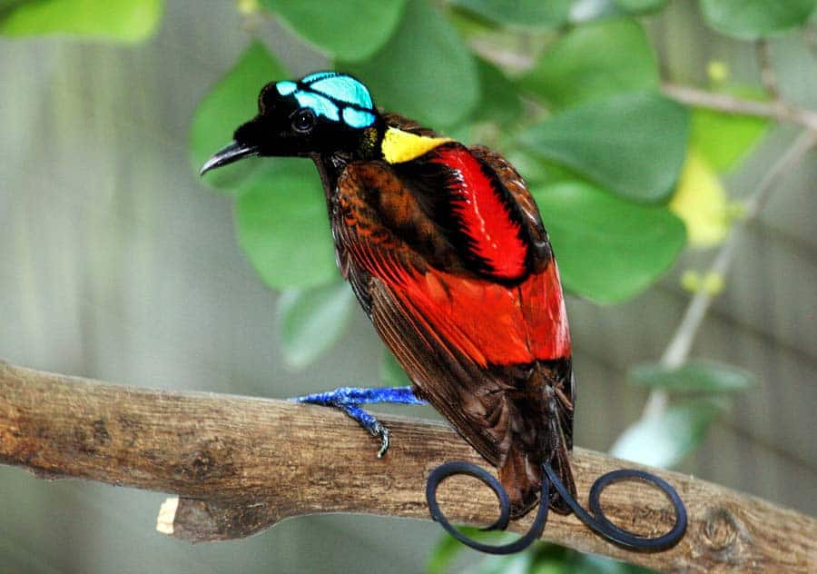 Wilson's Bird of Paradise. Note the deep dark feathers and the brightly colored ones. Image credits: Serhanoksay / Wikipedia.