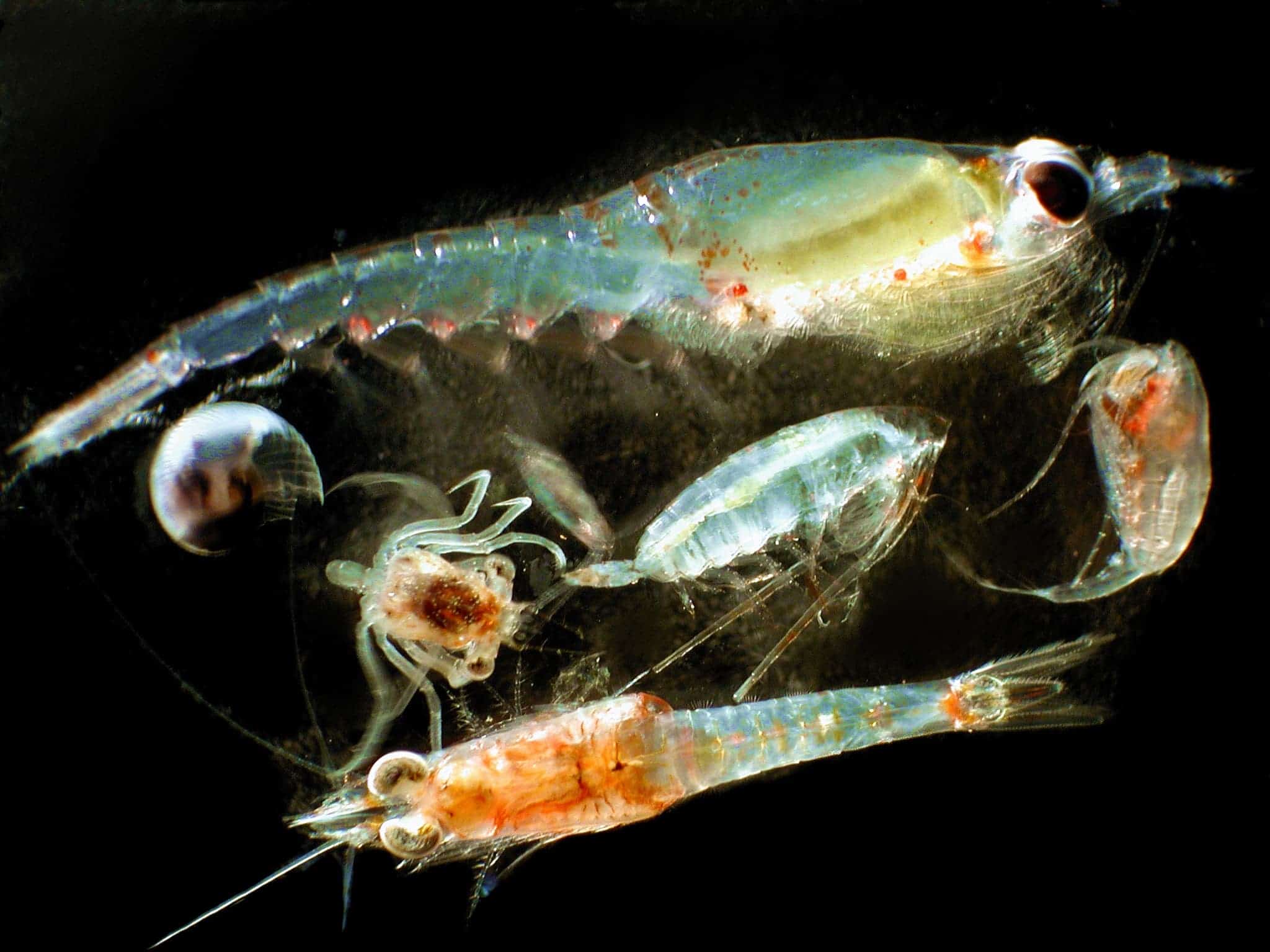 Zooplankton organisms
Source: Wikipedia