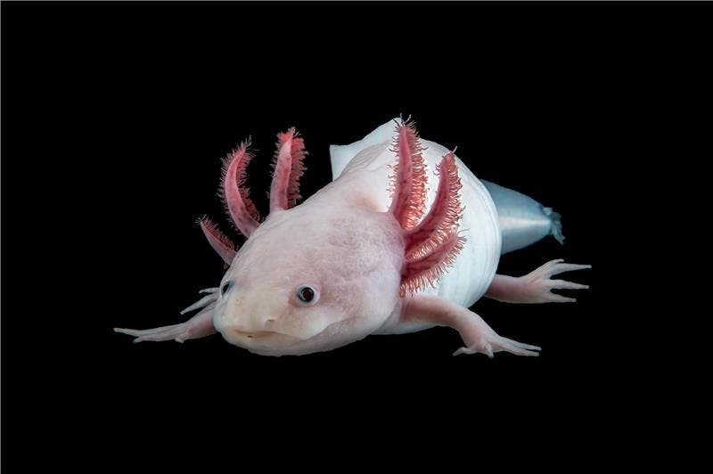 The Mexican axolotl Ambystoma mexicanum. Credit: IMP.
