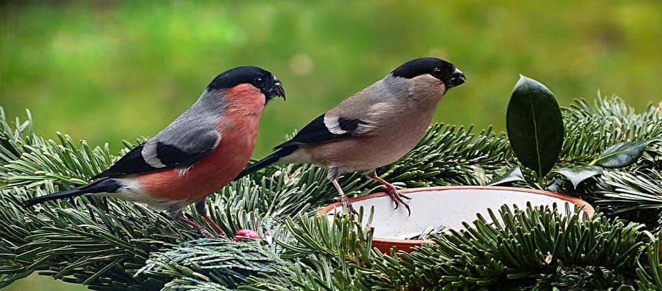 A male (left) and a female (right) bullfinch.
Source: Pixabay/Oldiefan