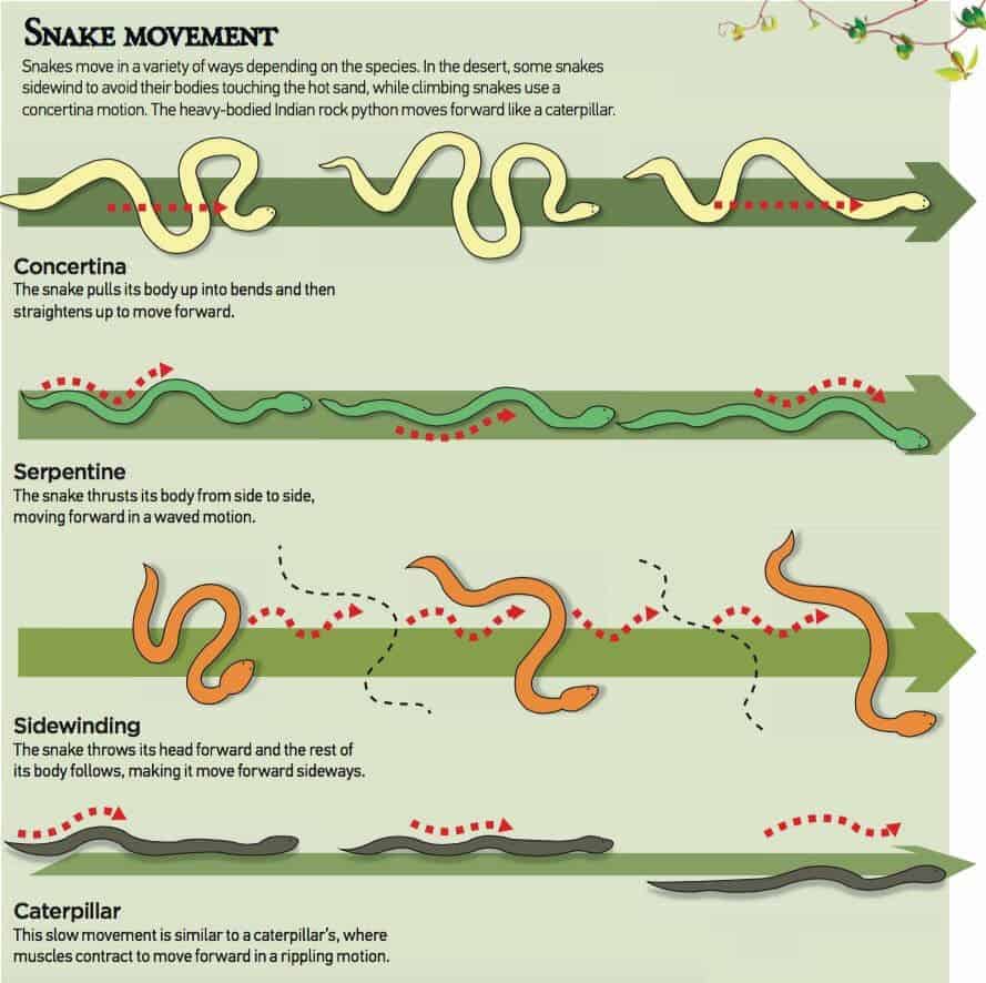 Types of snake movement