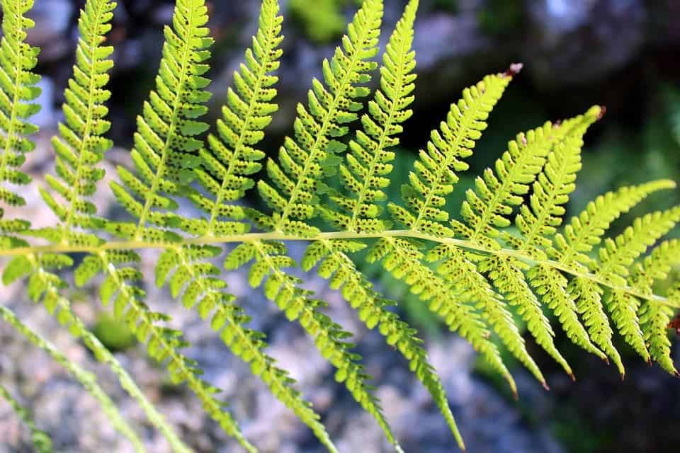 The underside of a fern, showing the spores. Image credits: Pixabay.