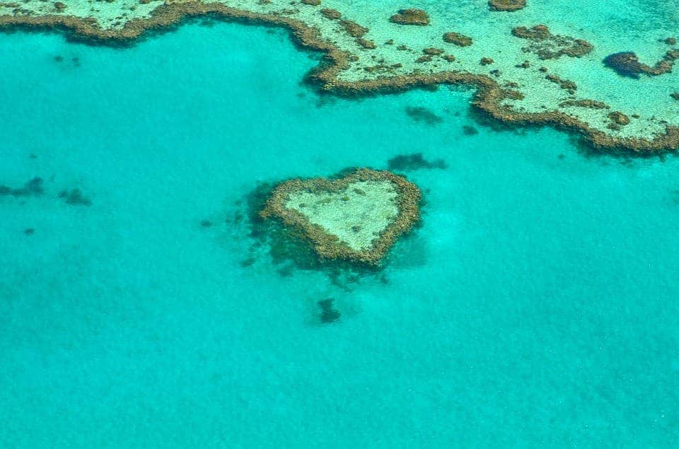 Coral reef heart.