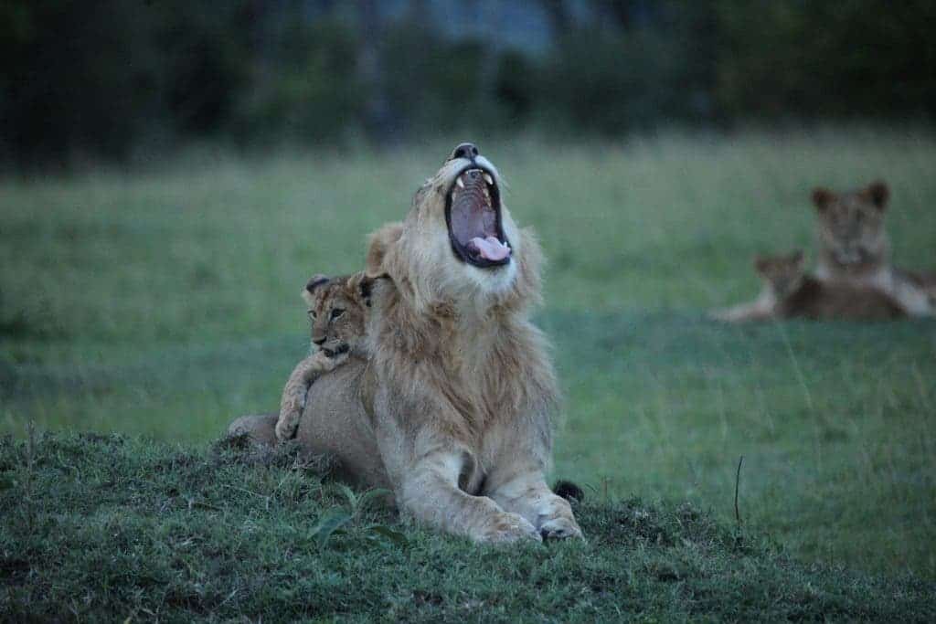 A pride of lions relaxes at dusk in Kenya’s Maasai Mara National Reserve. New research shows that armed conflict is a factor in the continuing decline of Africa’s charismatic large wildlife. Credit: Robert Pringle