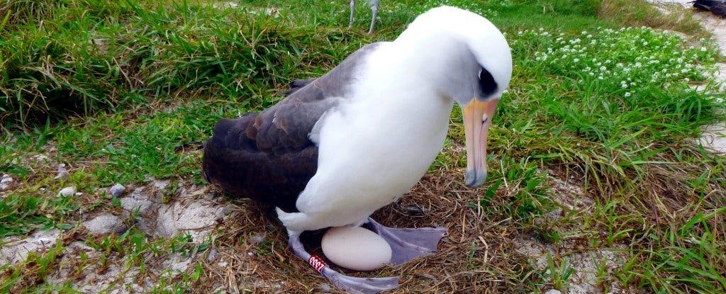Wisdom on her egg in 2016. Image credits: USFWS - Pacific Region.