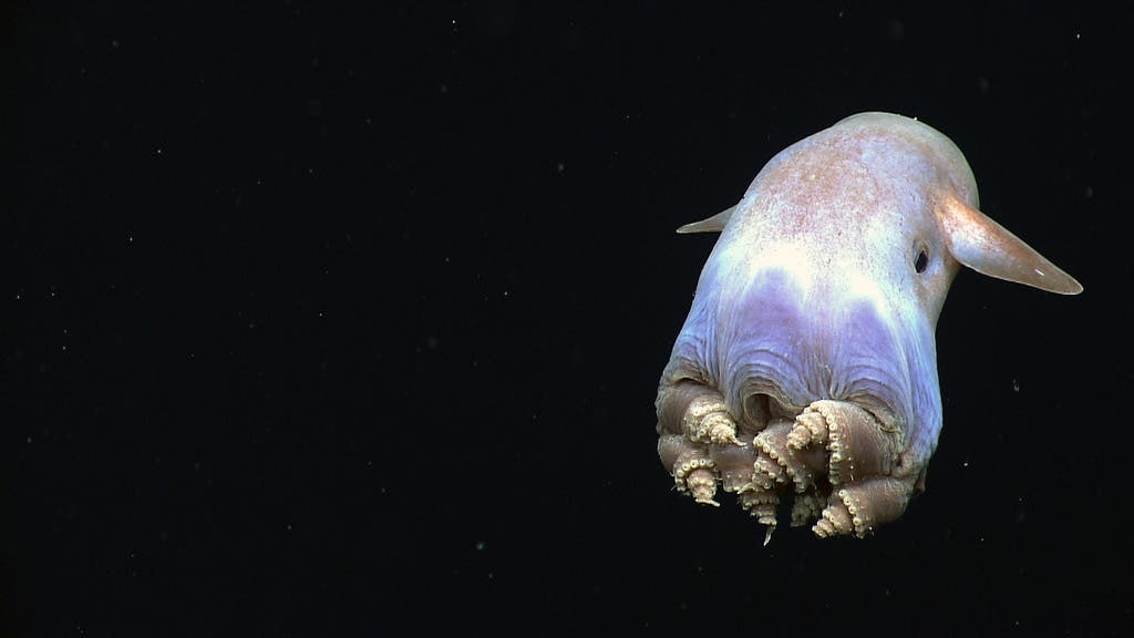 The Dumbo octopus. Image via NOAA.
