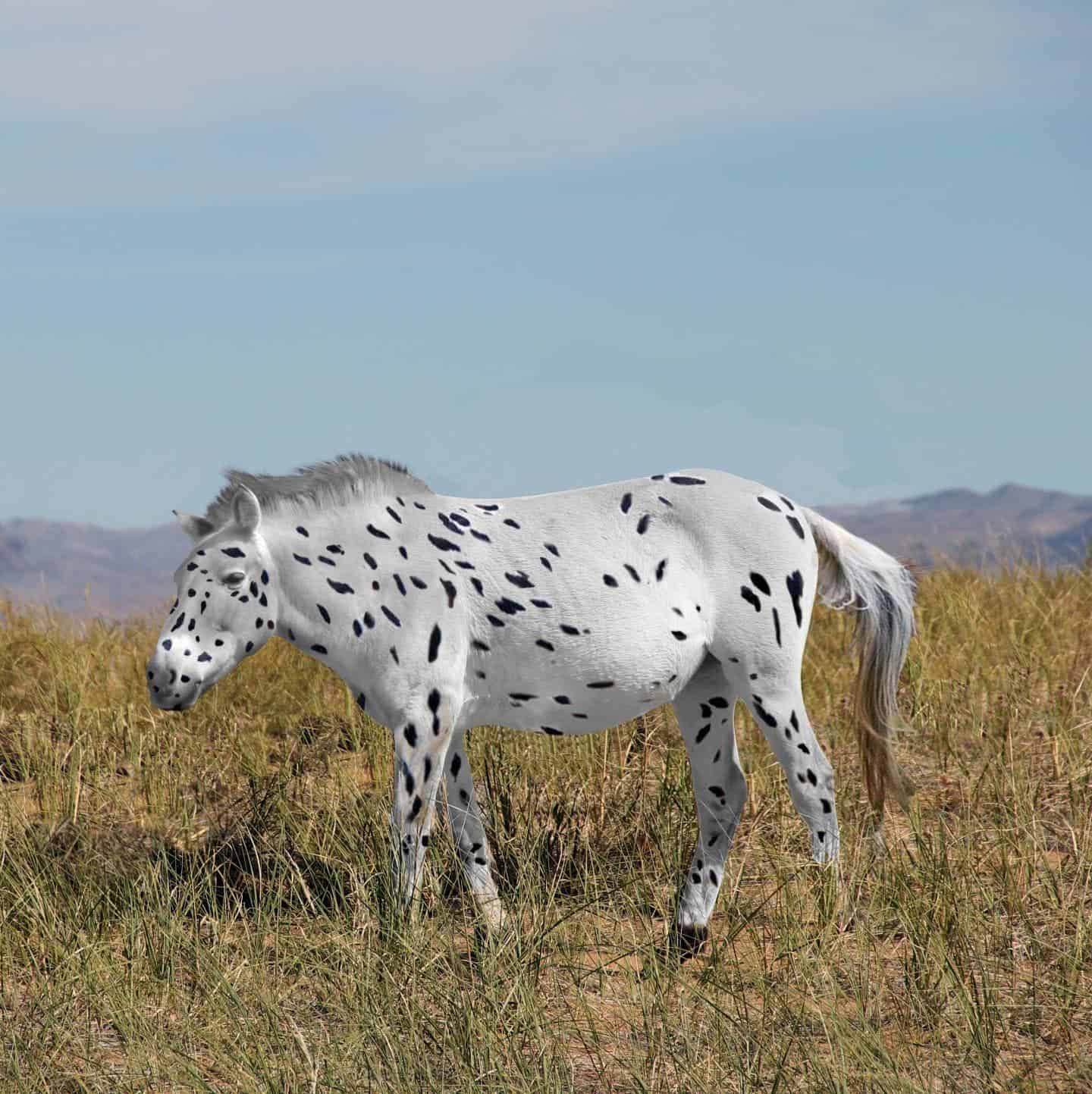 A representation of how ancient horses might have looked like (actually a recreation of a Przewalski's horse bred with leopard coloring. Image credits: Ludovic Orlando, Seas Goddard and Alan Outram.