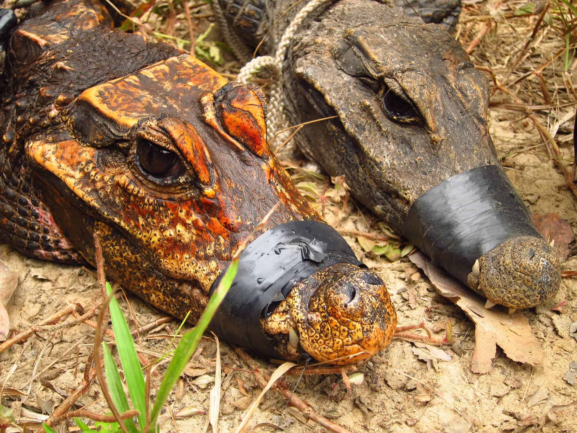 Side-by-side comparisson between cave-dwelling (left) and surface-dwelling African dwarf crocodiles. Credit: Olivier Testa.