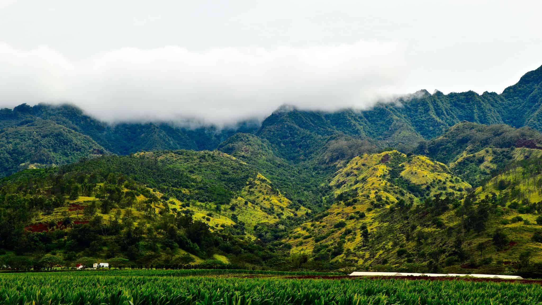 Fields of green: volcanic soils often host rich, lush vegetation, as can be seen in this photo of Oahu. Image credits: Jason Jacobs / Flickr.