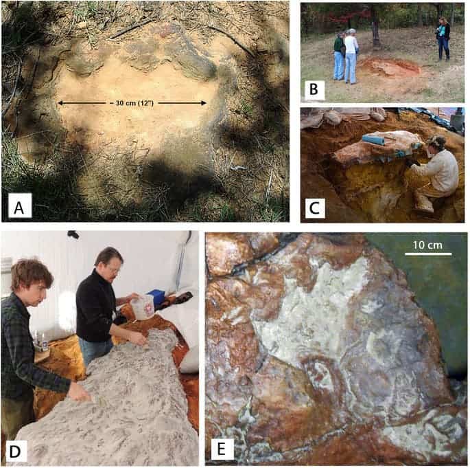 (A) “Discovery track” at time of discovery, (B) track-bearing slab in situ soon after discovery, (C) track bearing slab during excavation and jacketing. (D) The “discovery track” after replication, with small tracks around it. Credit: Scientific Reports.