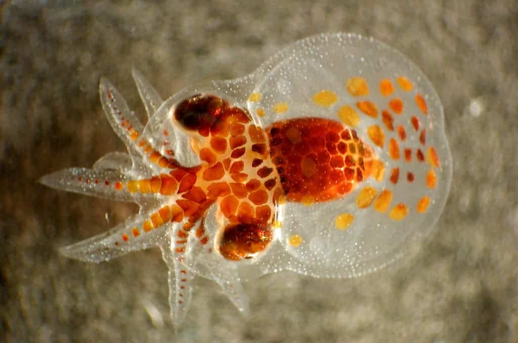 An octopus or squid larva. Image credits: NOAA Photo Library.
