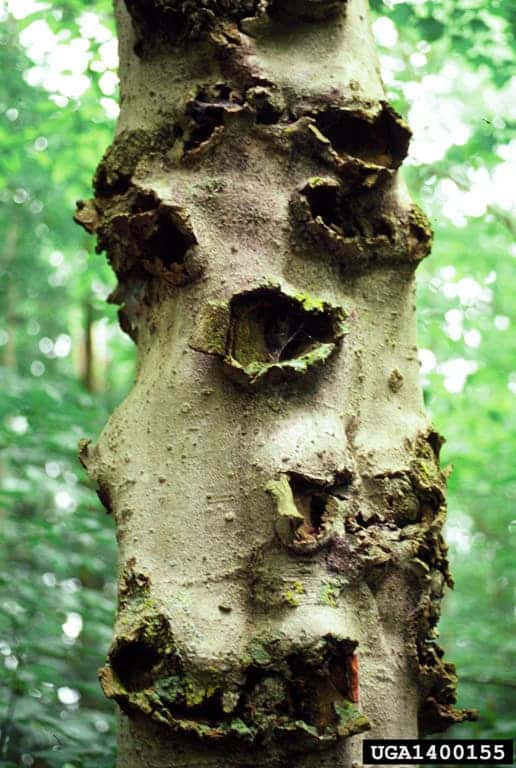  Cankered stem of a beech tree following attack by beech scale and infection by Neonectria (beech bark disease complex) in Ontario. Credit: Linda Haugen, USDA Forest Service, Bugwood.org.