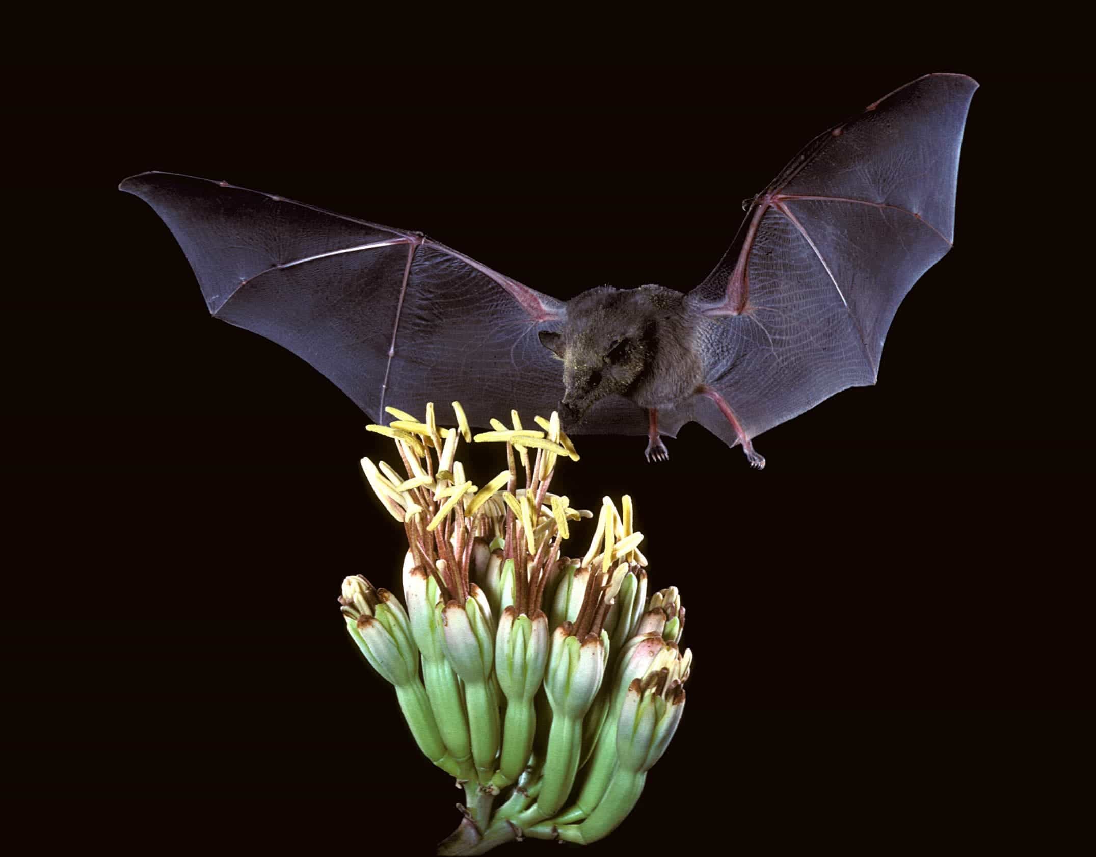 A bat drinking nectar from a cactus flower. Image credits: U.S. Fish and Wildlife Service Headquarters.
