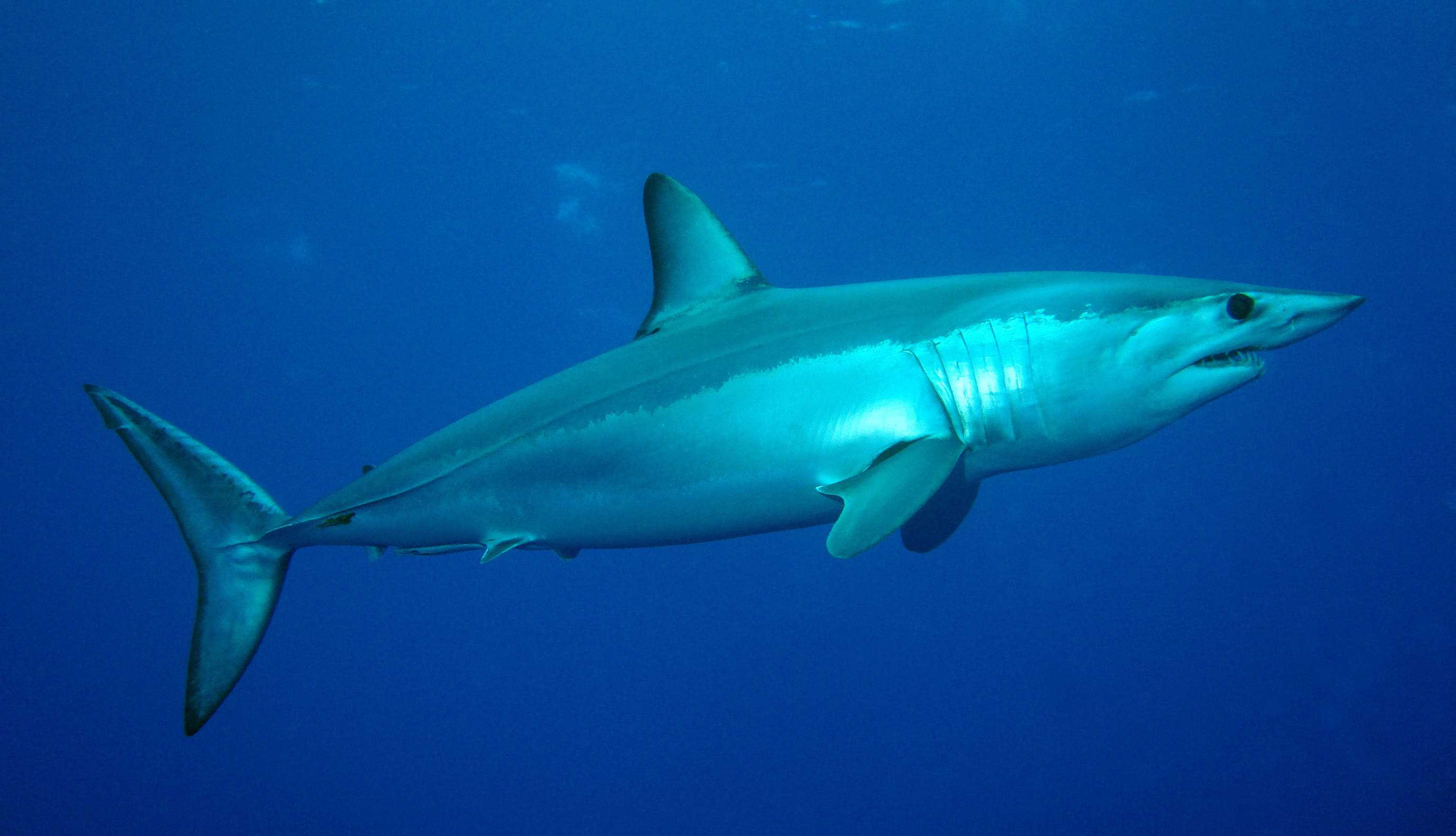 Mako shark (Isurus oxyrinchus). Credit: Wikimedia Commons.