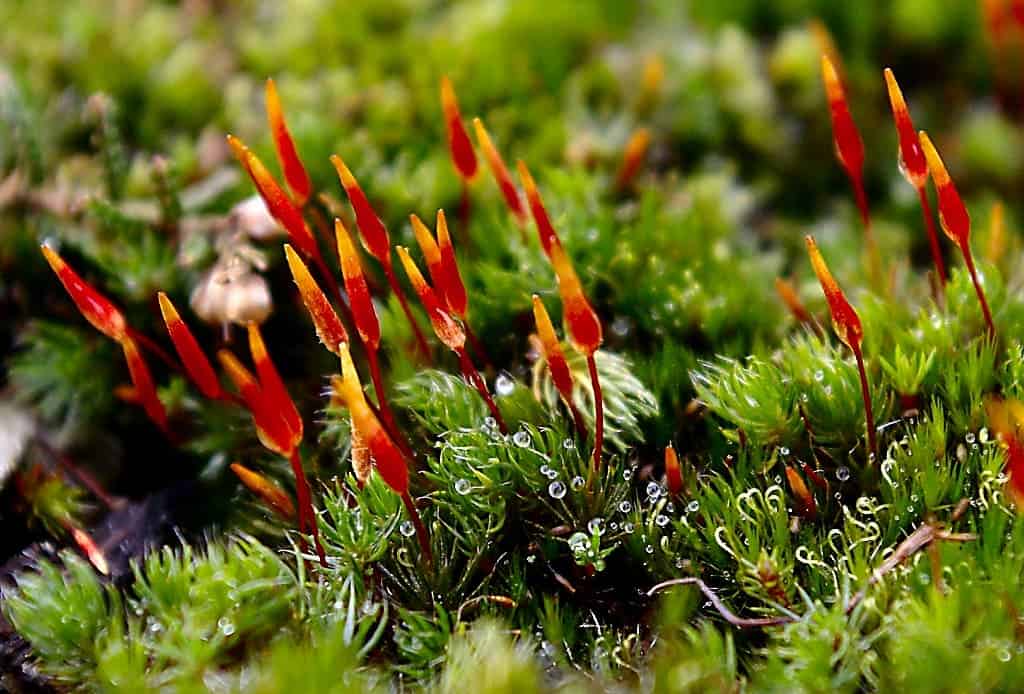 The first land plants were somewhat similar to today's mosses. Image credits: Vaelta / Wikipedia.