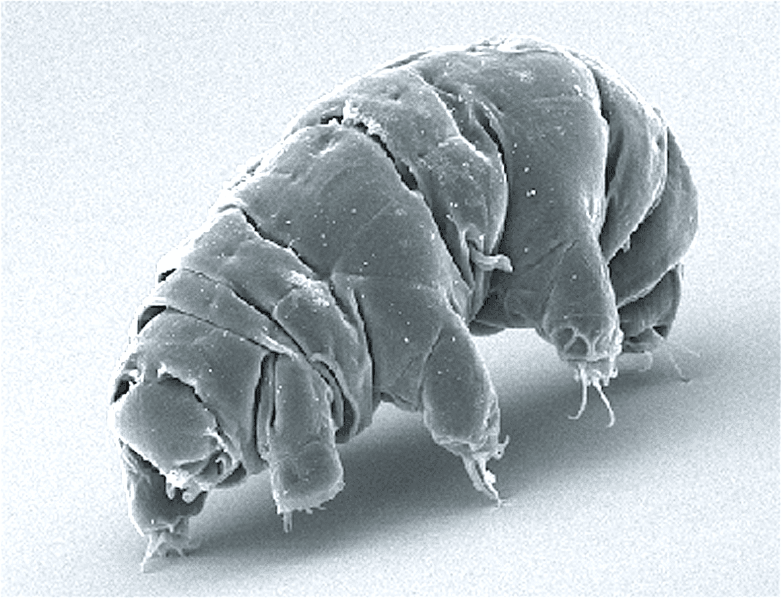 A scanning electron microscope picture of a tardigrade. Image credits: Schokraie E, Warnken U, Hotz-Wagenblatt A, Grohme MA, Hengherr S, et al. (2012) Comparative proteome analysis of Milnesium tardigradum in early embryonic state versus adults in active and anhydrobiotic state. PLoS ONE 7(9): e45682. doi:10.1371/journal.pone.0045682.
