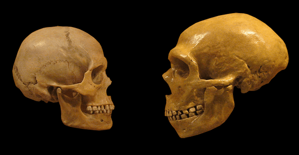 Sapiens-Neanderthal.