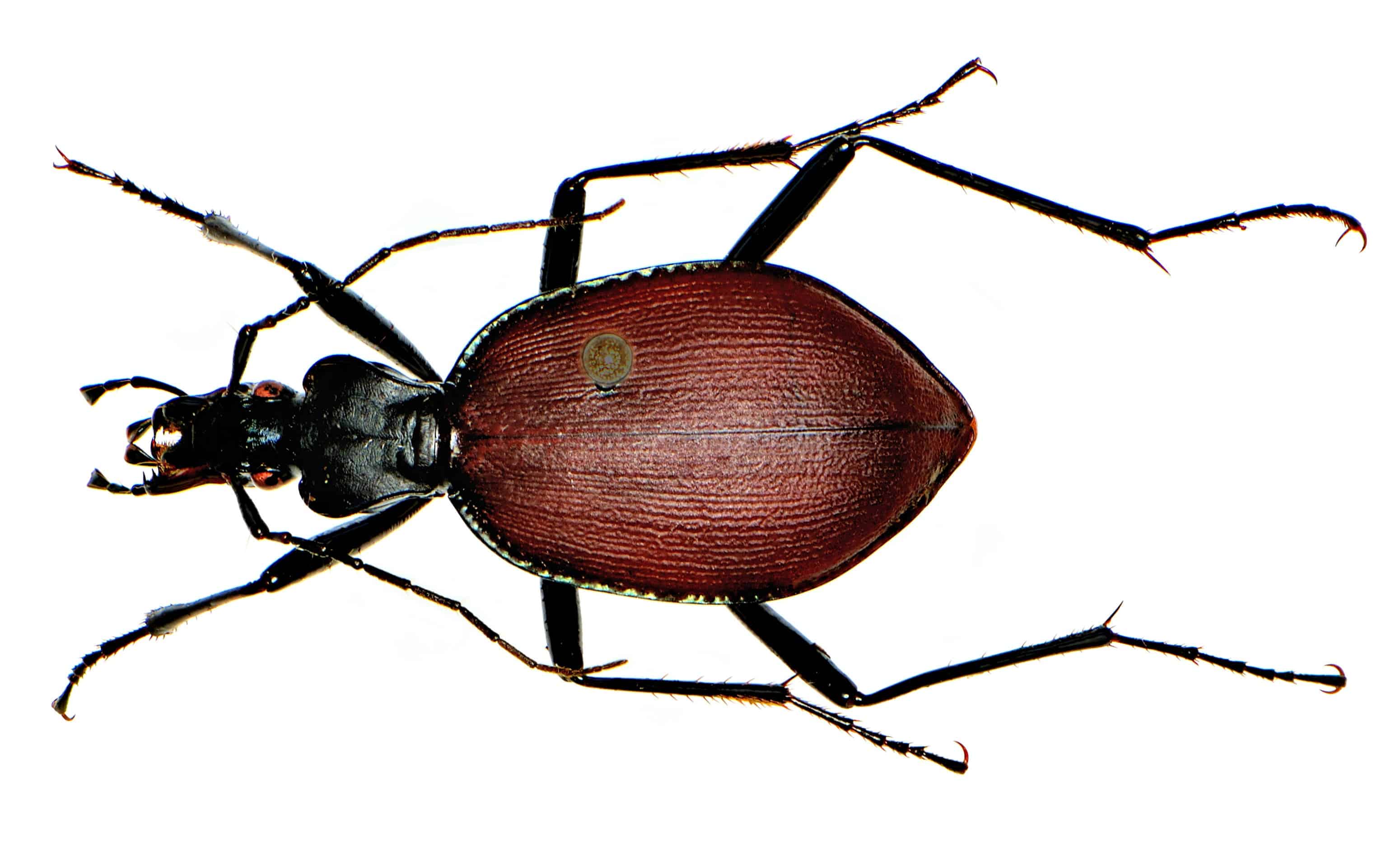 One of the beetles studied from the museum's collection. Image credits: Michael K. Oliver.