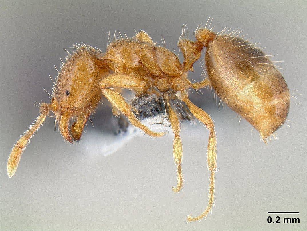 The Thief Ant (Solenopsis modesta) produced the strongest antibiotics. Image credits: Michael Branstetter / AntWeb.