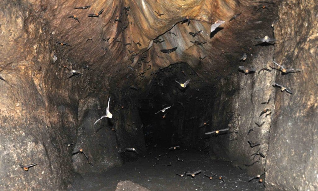 The entrance of the Abanda caves where you're greeted by bats. Looks very welcoming. Credit: Olivier Testa.