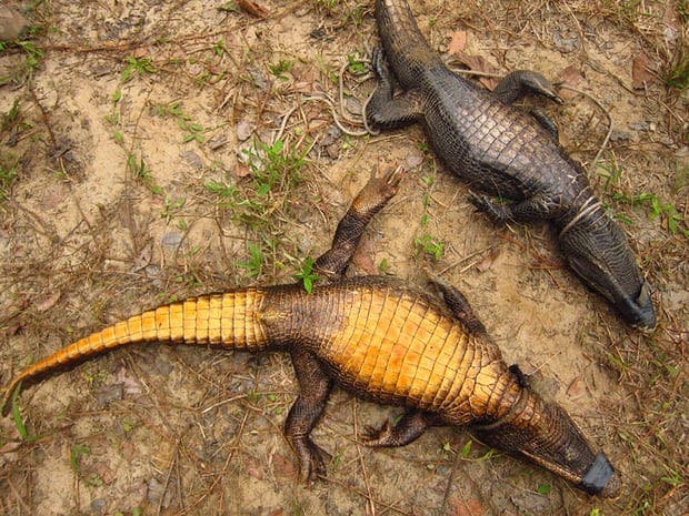 The two types of crocs on their backs, for comparison. Credit: Olivier Testa.