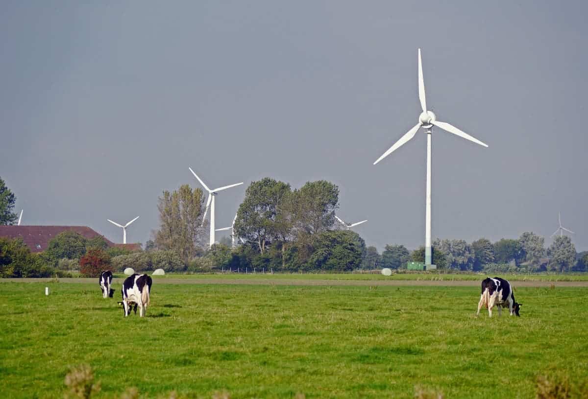 Cows peacefully grazing next to wind turbines in Germany. Image in public domain.