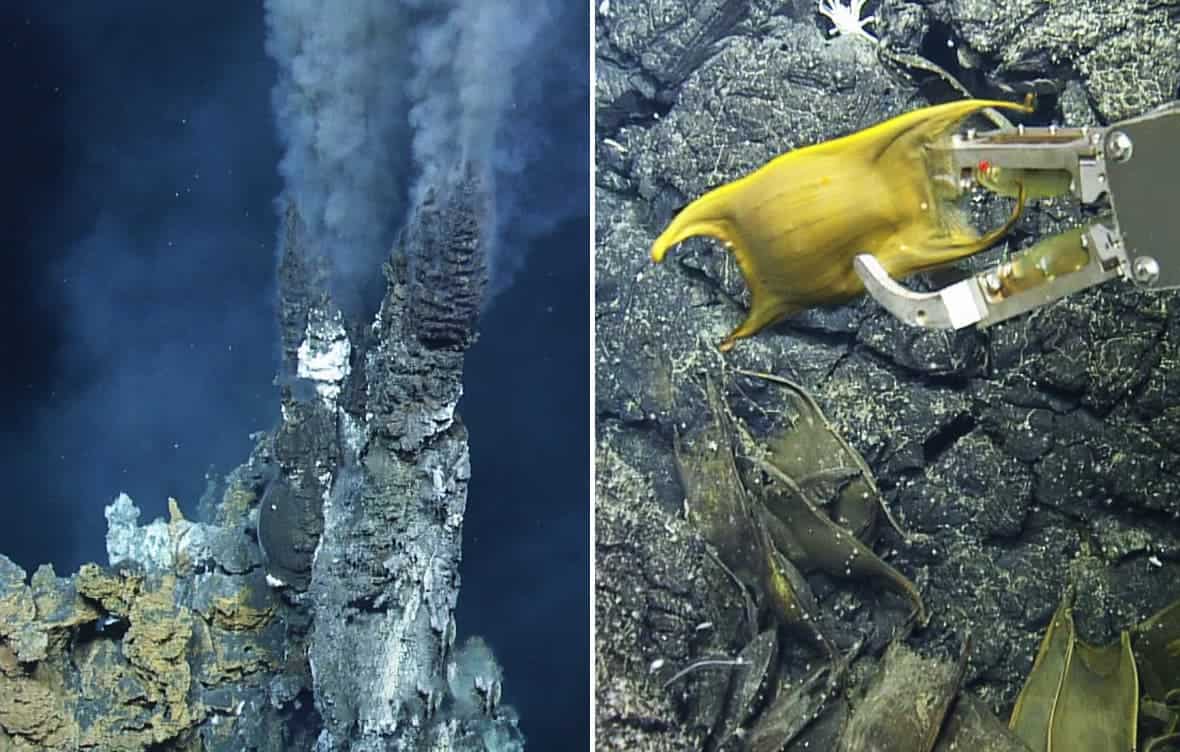 A 'black smoker' (left), the hottest type of vent. Skate egg cases collected in the area (right). Credit: Ocean Exploration Trust.