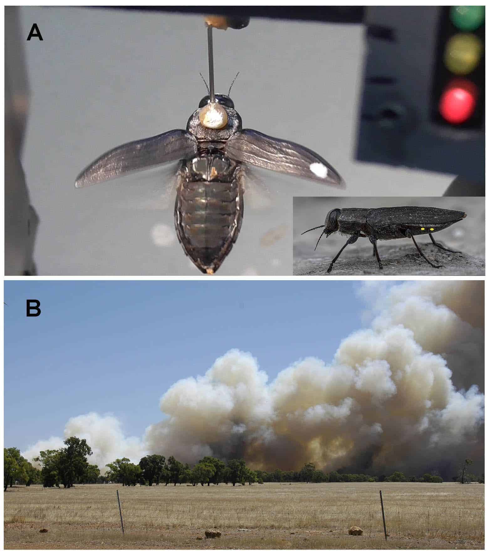 (A) The way that the beetles was fixed during the experiments (B) An Image of smoke that was shown to the beetle. Image credits: Helmut Schmitz/Uni Bonn.