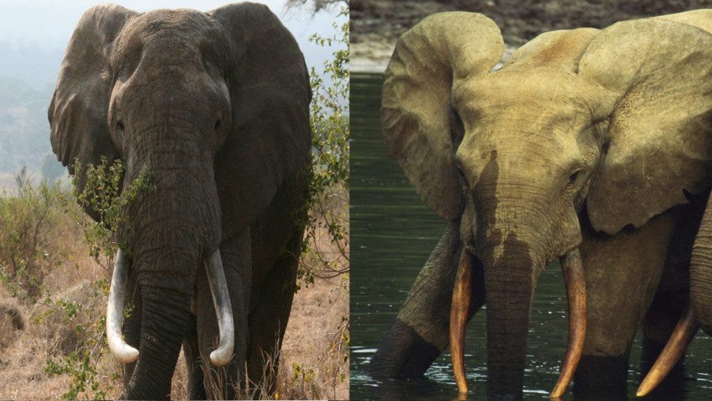 Savannah and forest elephants differ in ear and tusk shape, but also in size. Now, a new genome analysis offers new evidence that the two are distinct species. Credit: YouTube.