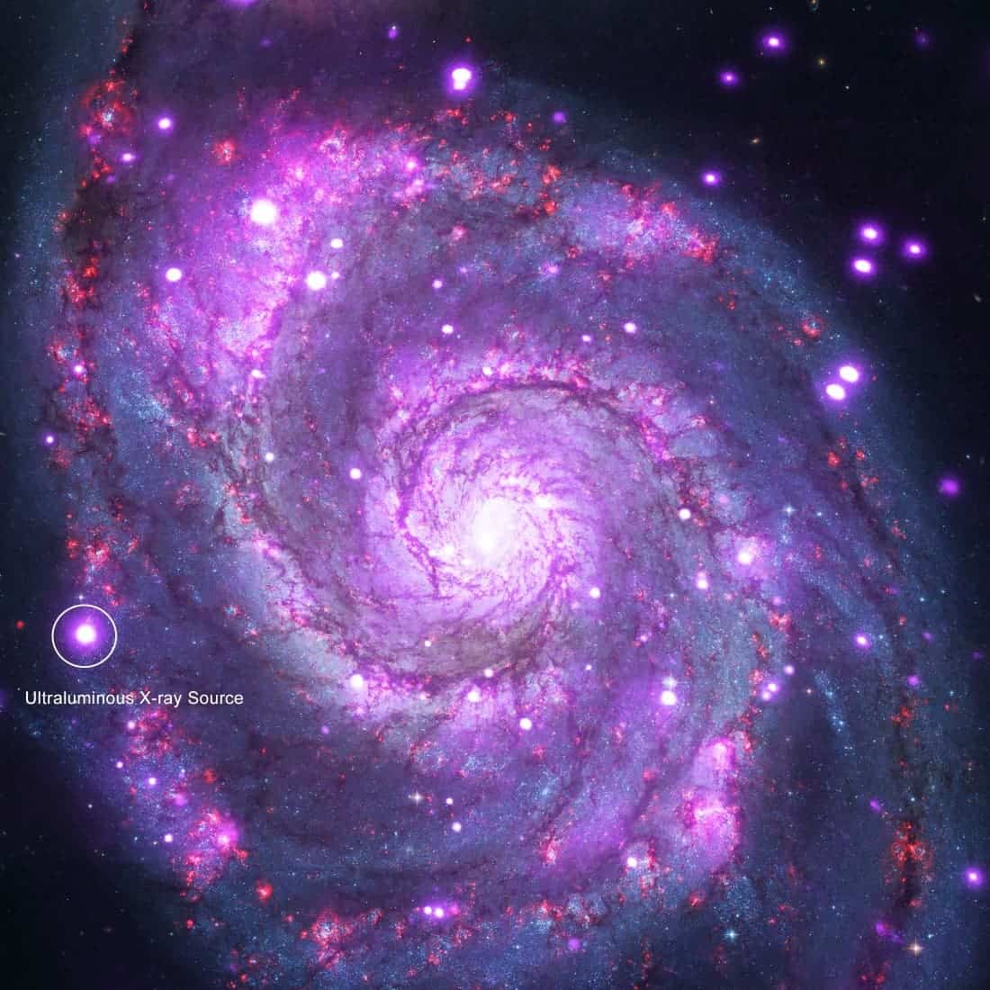 Image of the Whirlpool galaxy, or M51. X-ray light seen by NASA's Chandra X-ray Observatory is shown in purple, and optical light from NASA's Hubble Space Telescope is red, green and blue. The ultraluminous X-ray source, or ULX, in the new Caltech-led study is indicated. Image credits: NASA/CXC/Caltech/M.Brightman et al.; Optical: NASA/STScI