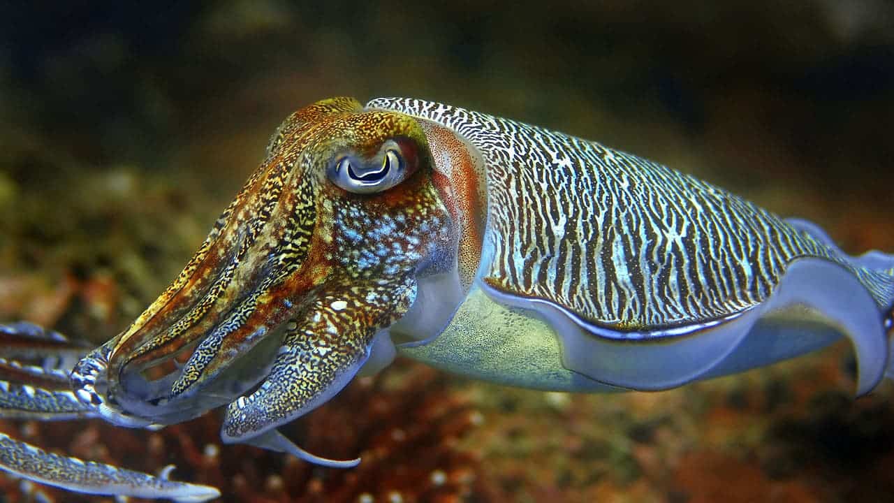 Can Cuttlefish Camouflage In A Living Room