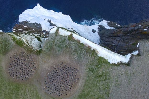 After the satellite, researchers used drones to count the penguins. Image credits: T. S. McChord / H. Singh /NU / WHOI.